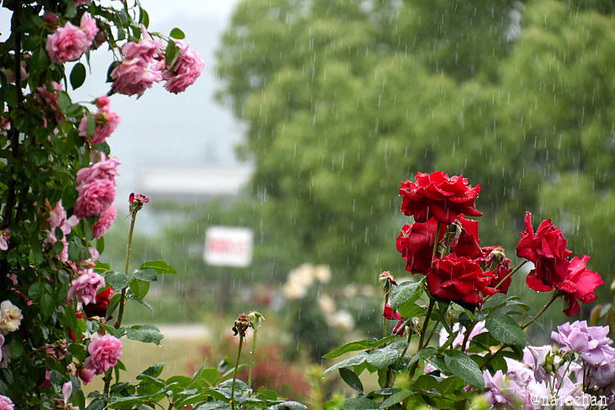 D72_5156.JPG