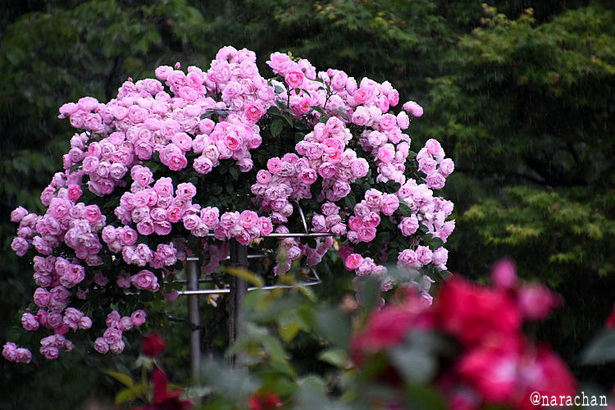 D72_5171.JPG