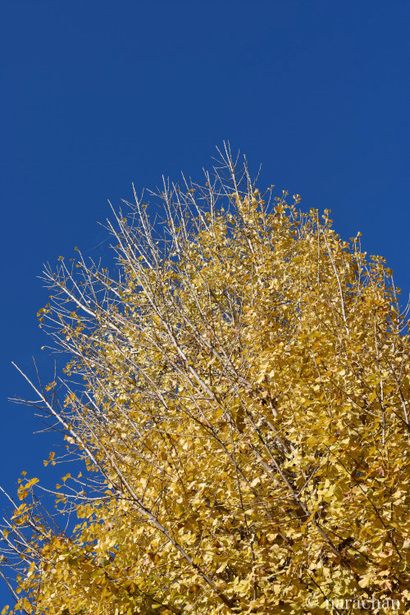 D72_5210.JPG
