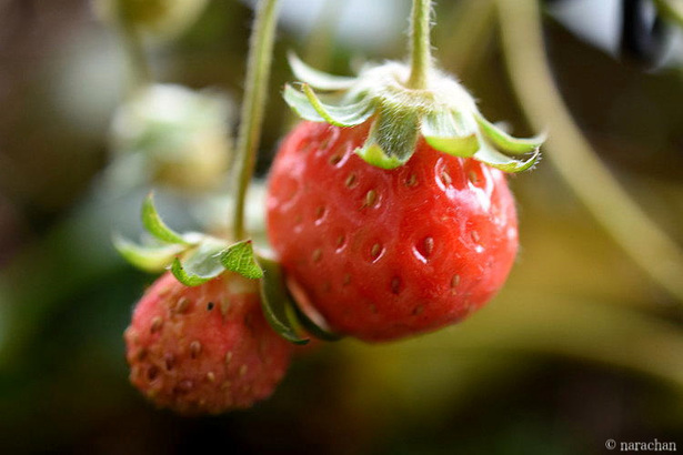 D72_5282.JPG