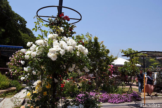 D72_5378.JPG