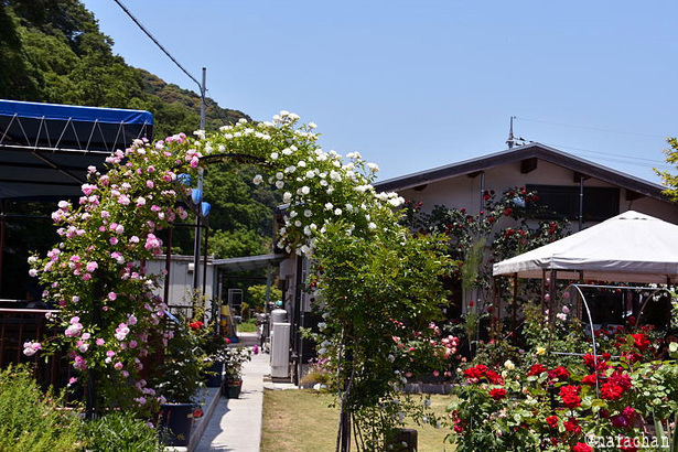 D72_5380.JPG