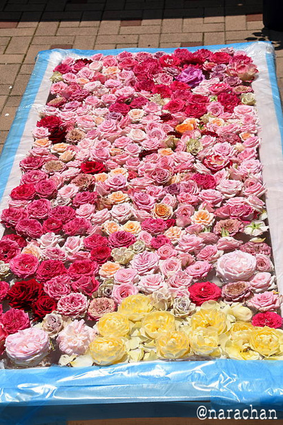 D72_5387.JPG