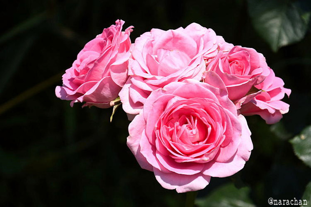D72_5396.JPG