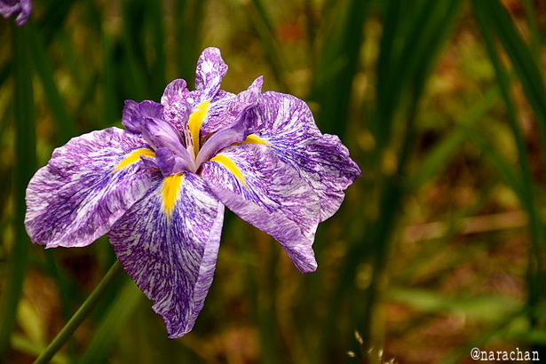 D72_5428.JPG