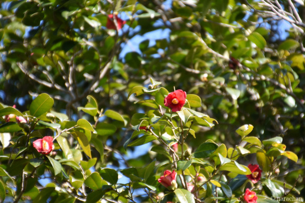 D72_5492.JPG