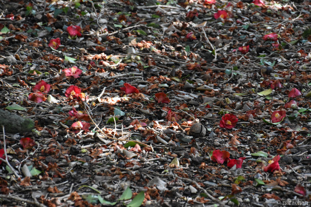 D72_5493.JPG