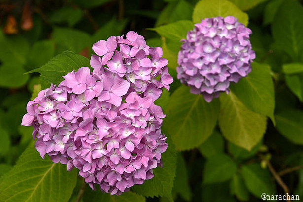 D72_5502.JPG