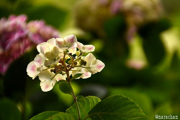 D72_5504.JPG