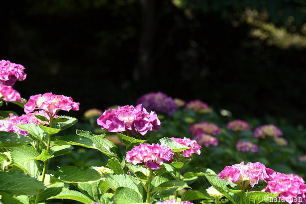 D72_5526.JPG