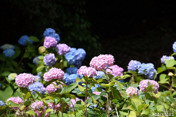 D72_5529.JPG