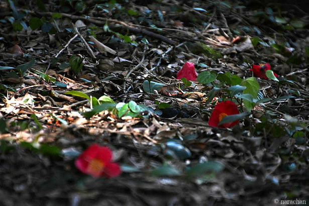 D72_5539.JPG