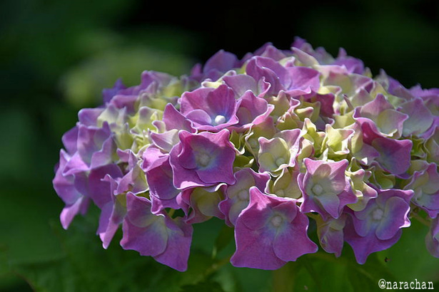 D72_5541.JPG
