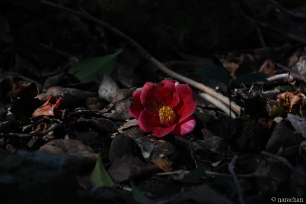 D72_5547.JPG