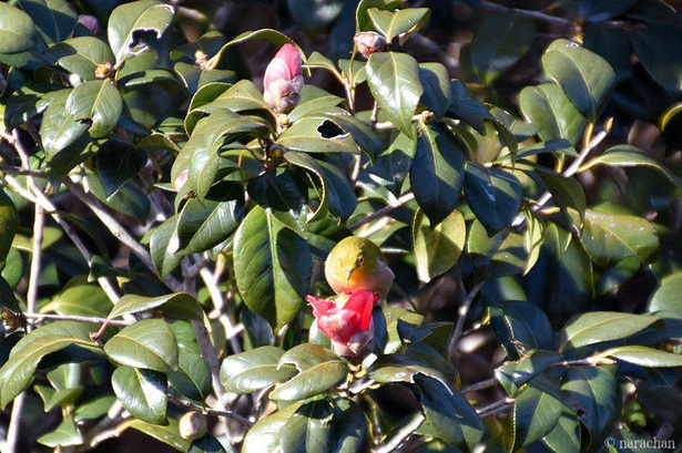 D72_5572.JPG