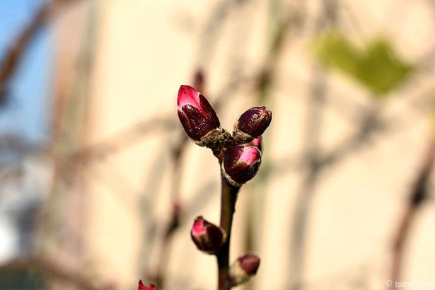 D72_5724.JPG
