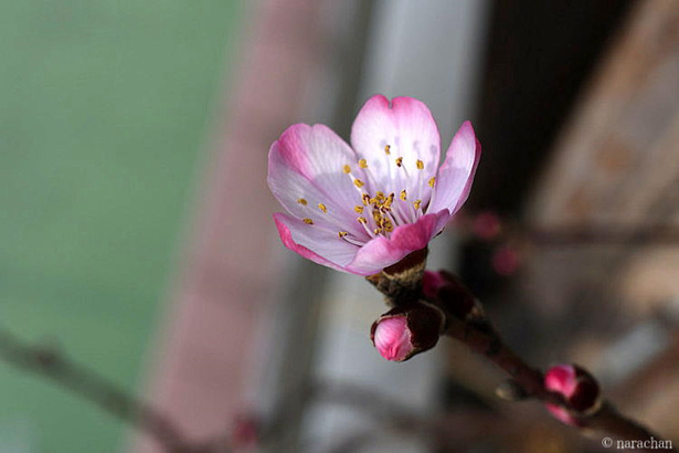 D72_5793.JPG