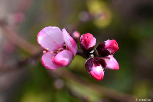 D72_5794.JPG