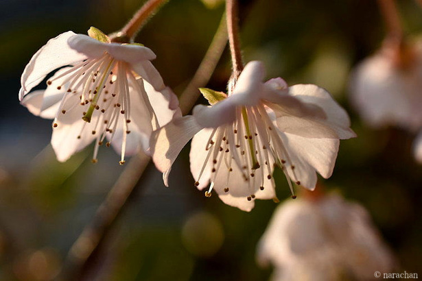 D72_5833.JPG