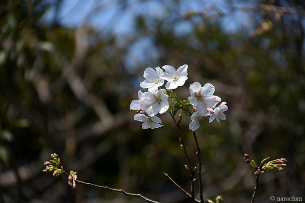D72_5951.JPG