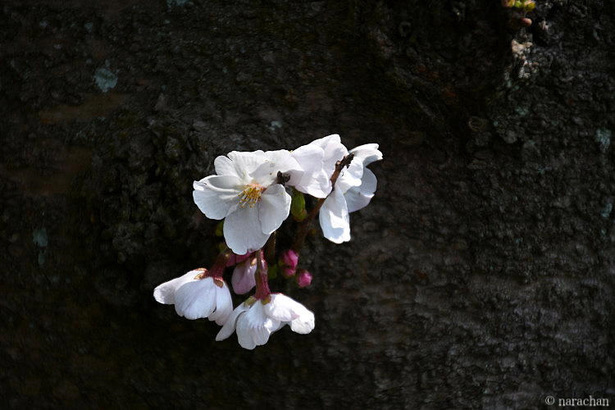 D72_5973.JPG