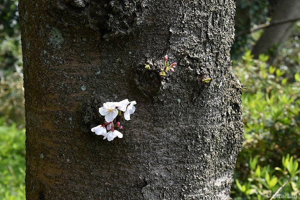 D72_5974.JPG