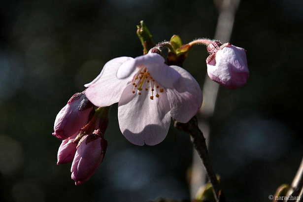 D72_5979.JPG