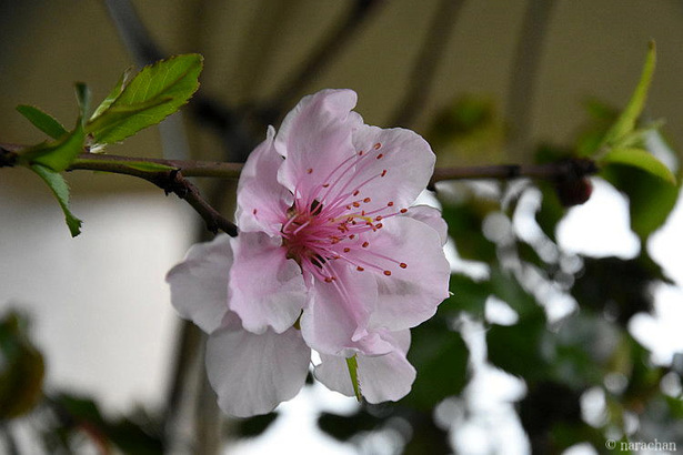 D72_6033.JPG