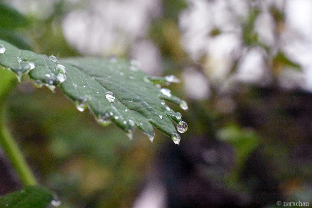 D72_6054.JPG