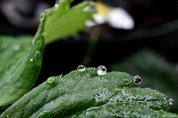 D72_6063.JPG