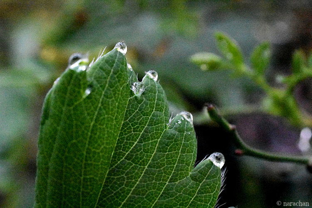 D72_6066.JPG
