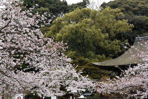 D72_6241.JPG