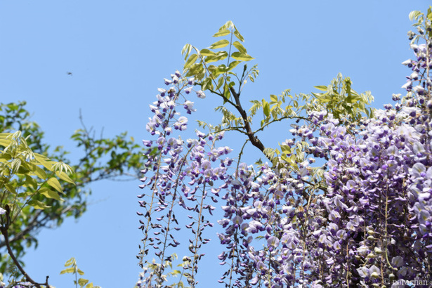 D72_6583.JPG