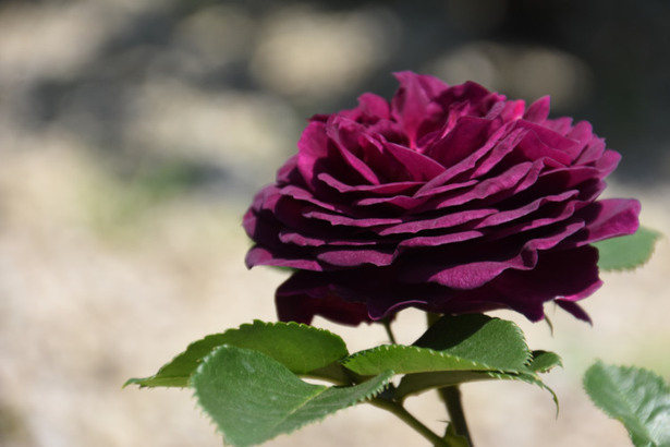 D72_6665.JPG