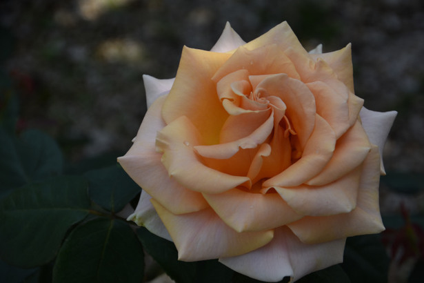 D72_6840.JPG