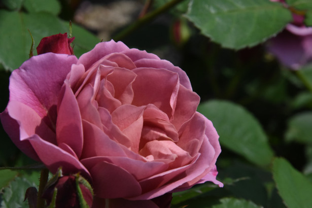 D72_6850.JPG