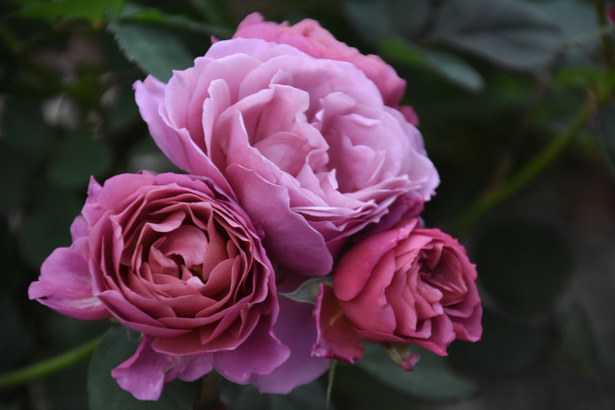 D72_7101.JPG