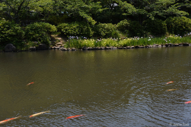 D72_7468.JPG