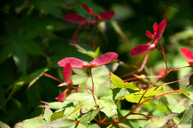 D72_7475.JPG