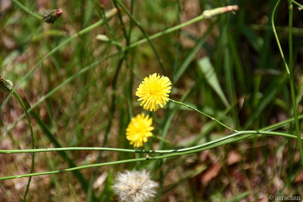 D72_7477.JPG