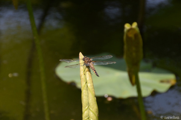 D72_7480.JPG