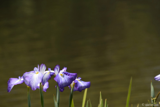 D72_7491.JPG