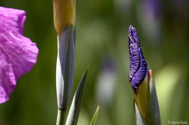 D72_7501.JPG