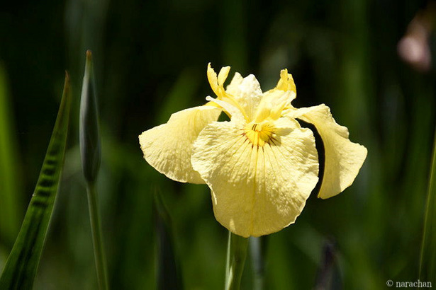 D72_7503.JPG