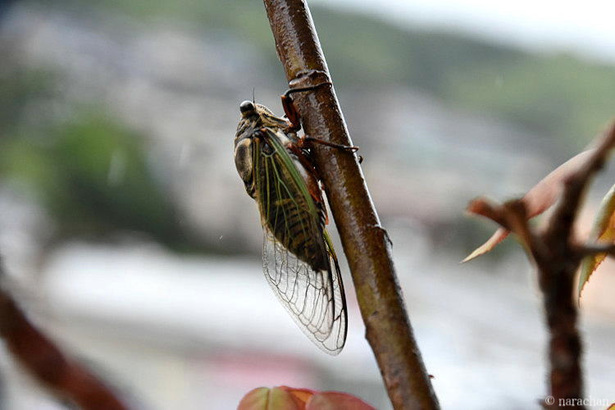 D72_7818.JPG