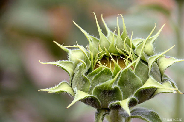 D72_7891.JPG