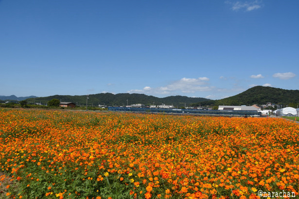 D72_8428.JPG