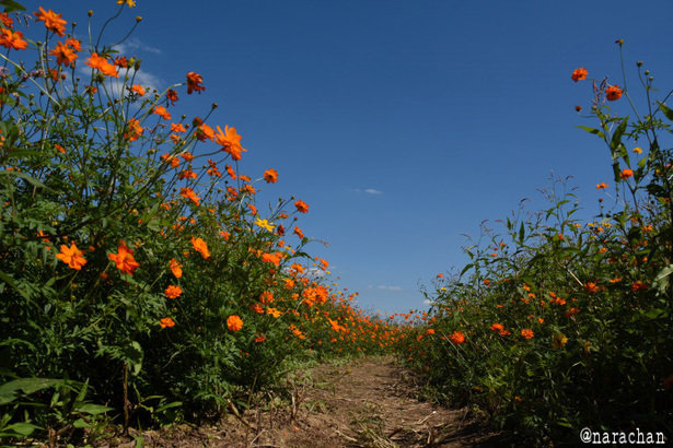 D72_8446.JPG
