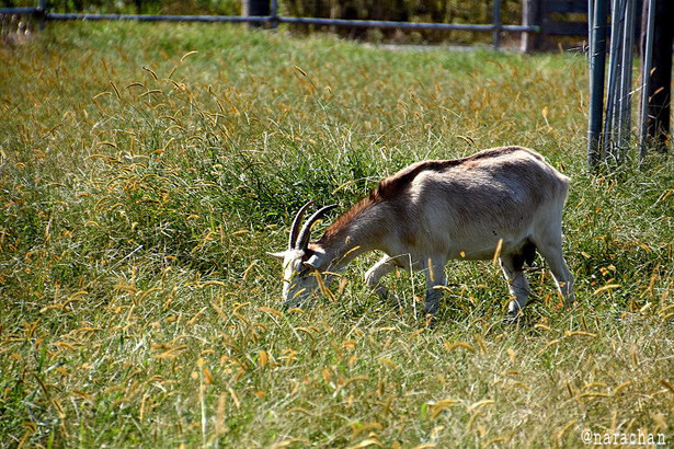 D72_8476.JPG