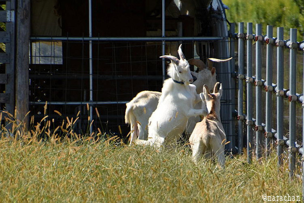 D72_8479.JPG